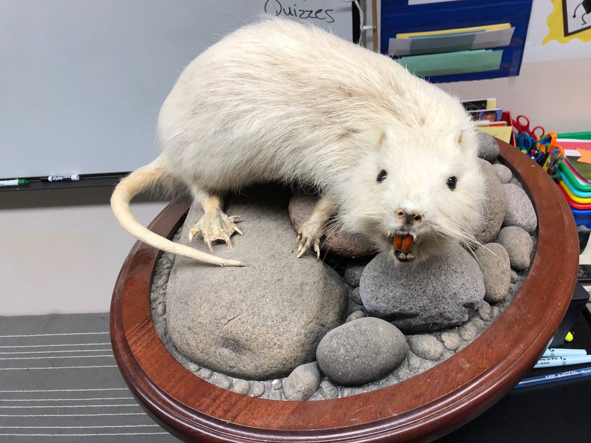 carolpatrick4's tweet photo. @RooseveltVPS ...Tim Esary came to talk about Invasive and Native Species to both Ms. Patrick’s class and Roosevelt’s newly established Green Team. Here he brought a Nutria, a large rat from South America, that multiplies quickly here because it has no predators! #RooseveltRocks! https://t.co/nH9ftwNiNG