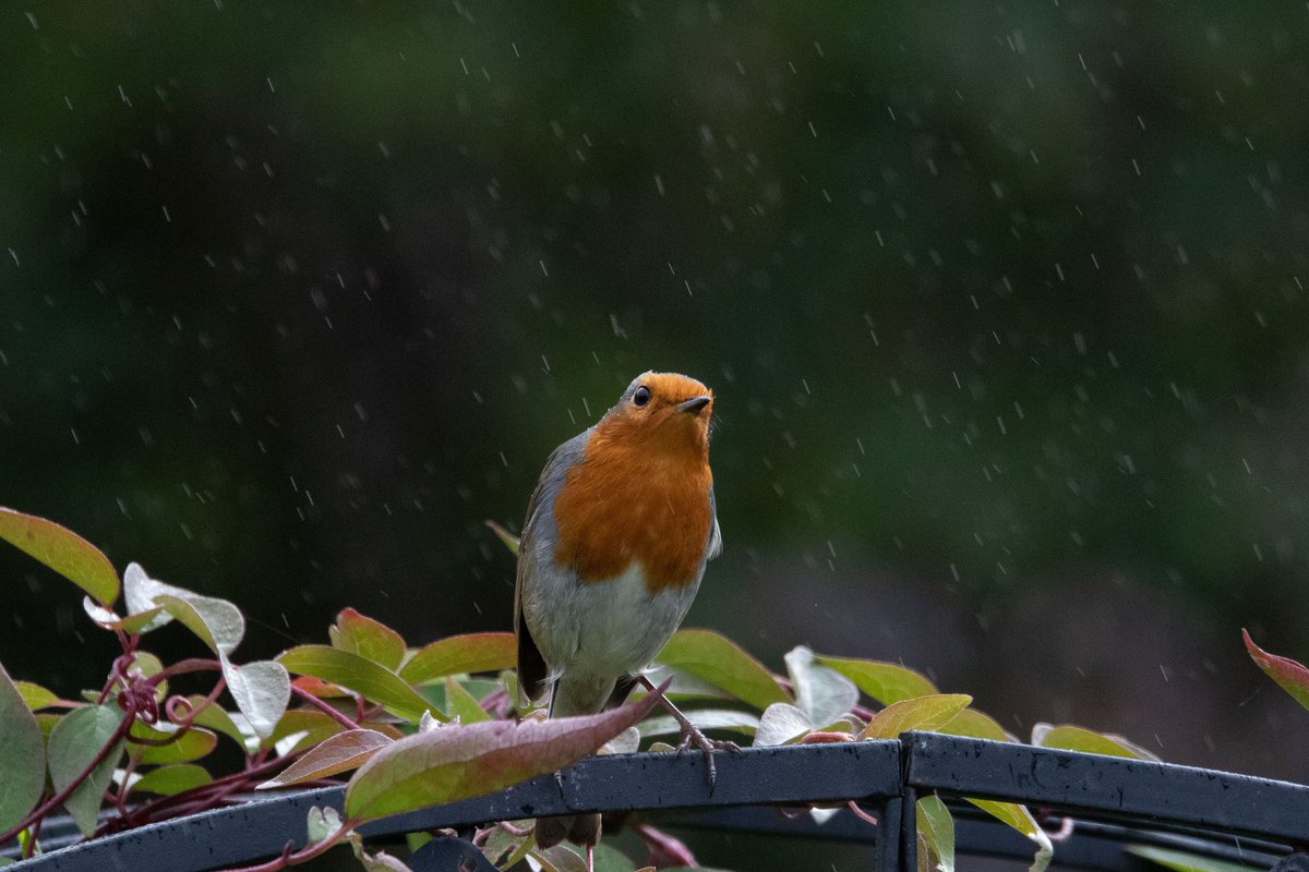 AHWLife's tweet photo. My lovely garden robin in the rain! #gardenbirds #robin #rain #rainyday #angrylookingrobin https://t.co/atl3Ax5sQd