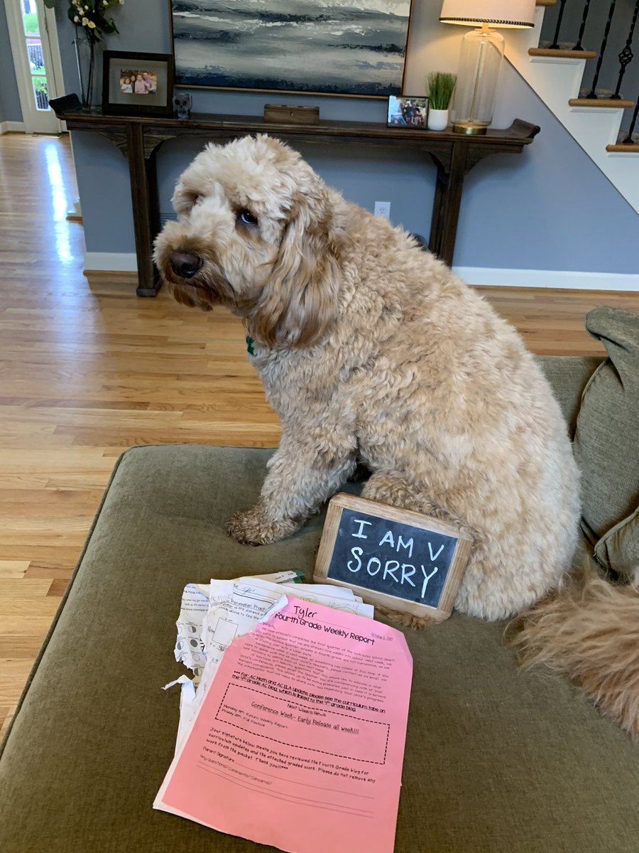 fsurach's tweet photo. Ate my bro’s homework this am.  Felt right at the time🤔. ~Quill 
@dogshaming https://t.co/XXVdWWEx6m
