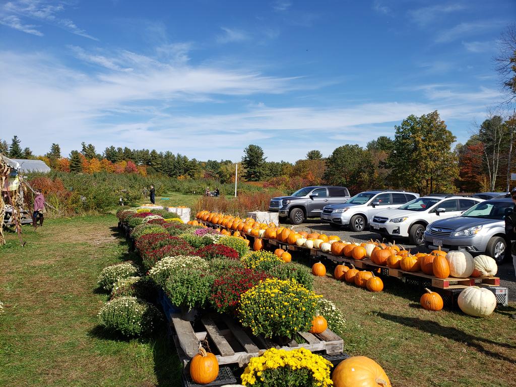 #fallharvest #pumpkins #falldecorations