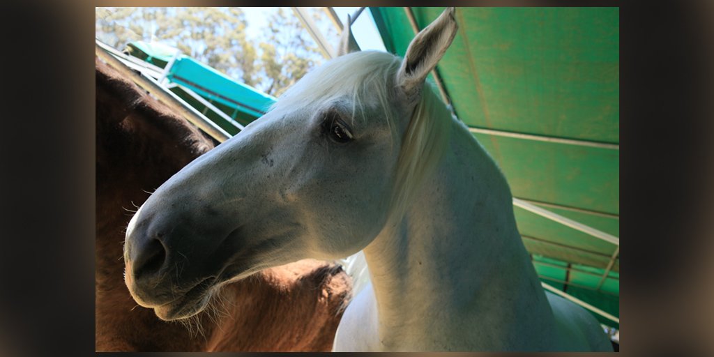 I was so happy to meet up with this magnificent horse from the Elsenburg Percheron Stud <a href="/grootplaasproe/">Die Groot Plaasproe</a> #FarmLife  #Horses #SundayFunday