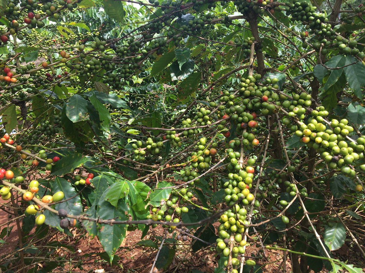 Todd Marshall Price (@toddmpricemd) on Twitter photo Converting pit latrines to #compost toilets was one aspect utilized by <a href="/IMOutreach/">International Medical Outreach</a> to decrease disease in the #Ugandan Highlands where farmers struggle. But another benefit is harvest time. The first coffee tree is unfertilized. The second one was fertilized with compost. Converting pit latrines to #compost toilets was one aspect utilized by <a href="/IMOutreach/">International Medical Outreach</a> to decrease disease in the #Ugandan Highlands where farmers struggle. But another benefit is harvest time. The first coffee tree is unfertilized. The second one was fertilized with compost.