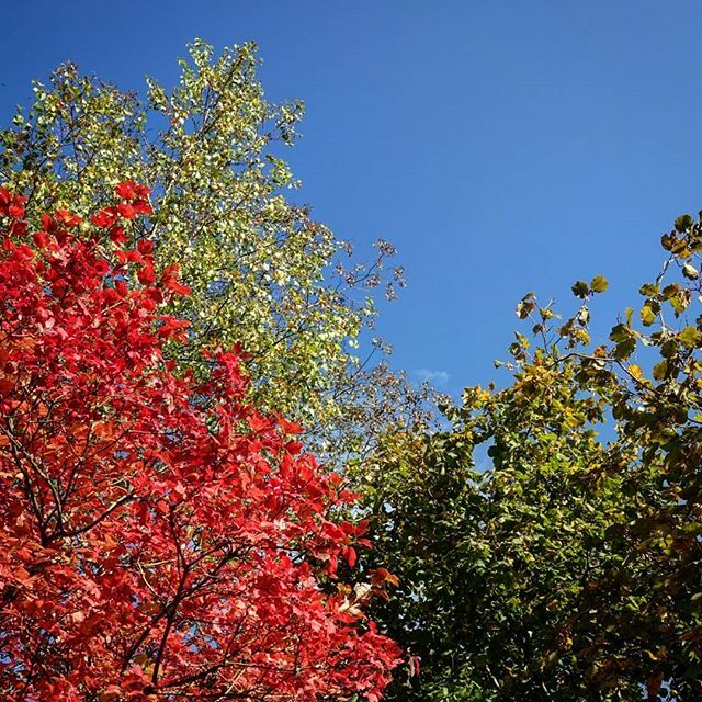 Diese Farben! 😍
🔸🔸🔸
#coloursofinstagram #autumn #autumnvibes #autumnmood #sundayfunday #sundaymood #energietanken #herbstspaziergang #colourful #embracingtheseasons #autumnshot #museumundmehr ift.tt/2OIFswV