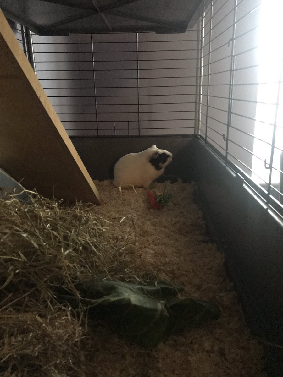 A_Garrington's tweet photo. Thank you for your help today Cameron at Huntingdon @PetsatHome ... Flynn from the adoption centre (now named Piglet by my 2 y/o!!) is settling in nicely xxx https://t.co/IZJGNZAZU1