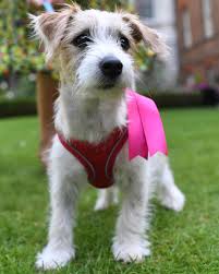 DilynThe's tweet photo. Hello my name is Dilyn... Brexit will see the end of the pet passport. To travel to the EU your pet will have to have a blood test three months before travel. I am dog against Brexit. Send me photos of your own #DogsagainstBrexit https://t.co/0GSdoaOWiM