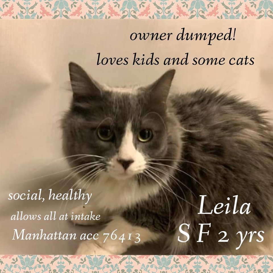 mustlovecatsnyc's tweet photo. RT
TO BE KILLED TUESDAY 10/15/19
https://t.co/qYQH4YIBbt https://t.co/b0b9OxMTKV