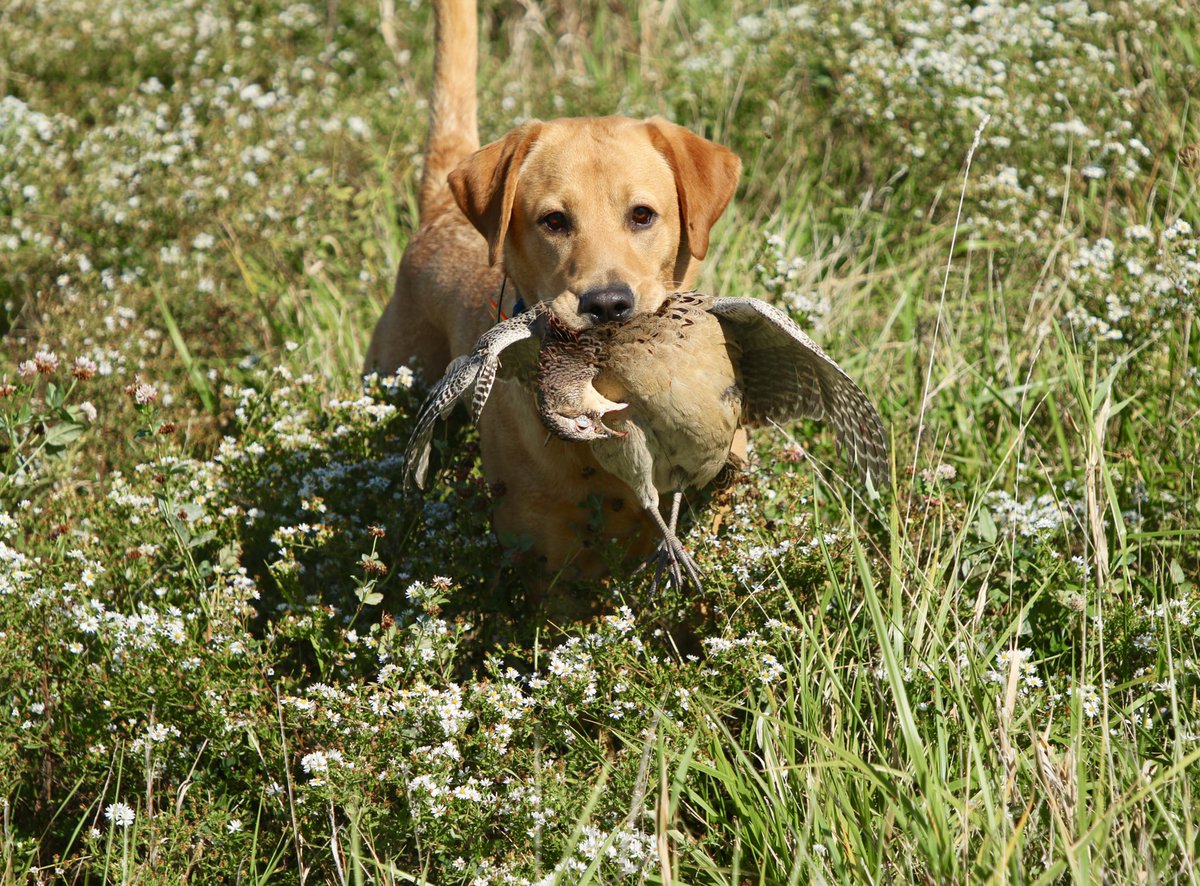 Training day watching a young dog progress #birddog #gundog #flusher #huntemup #labradorretriever