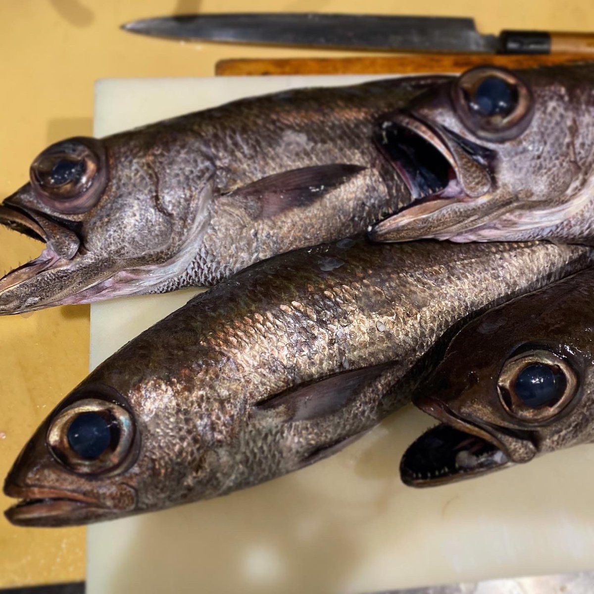 田中ケン ケンズキッチン V Twitter 先週熟成した黒ムツの炙り 刺身 刺身盛り合わせ 魚 刺身盛り 刺身定食 刺身盛合せ お造り お刺身 ごはん 手作り 和食ごはん 手作り料理 和食 和食ごはん 日本料理 寿司 鮨 Sushi Sushi Sashimi 釣り