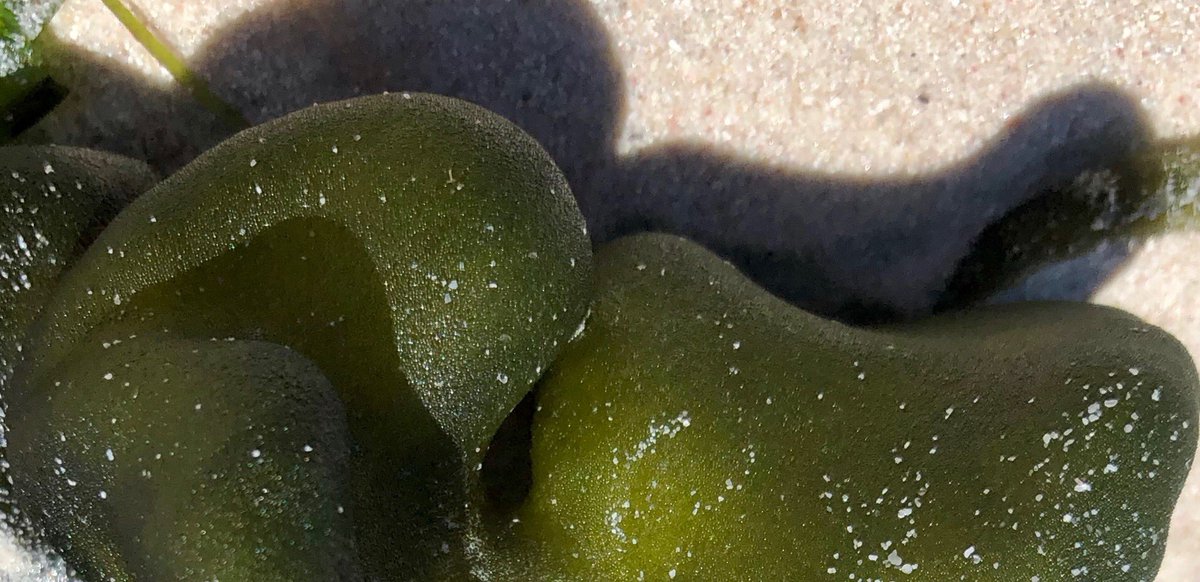 marji_puotinen's tweet photo. #seaweed experts!! Please tell me the story of this turgid gorgeousness that was swept onto the beach at #SandyCape just north of #JurienBay #westernaustralia!! Its visual appeal is underpinned by the role I know it must have in the #bluecarbon system. #reasonstosavetheearth https://t.co/O9fCZCXULE