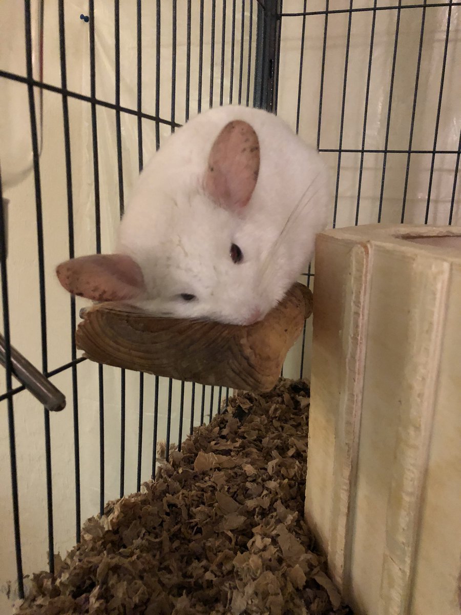 AnnaDeyle's tweet photo. Sunday night feels btyb Pinky #MrPinks #ThePinkerBinks #ChinchieBoi #chinchilla https://t.co/ZWzwfqLVBb