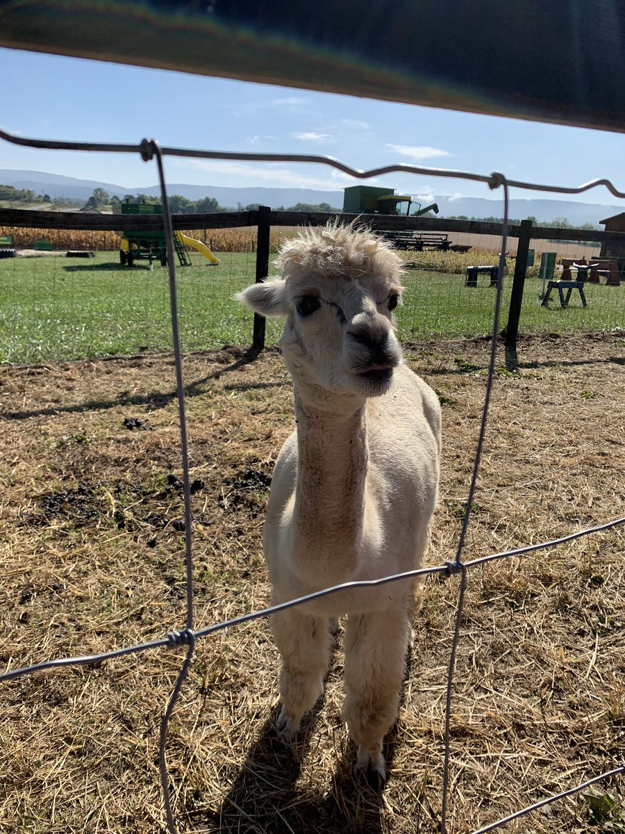 Mr. McConnell's Coyotes tweet media