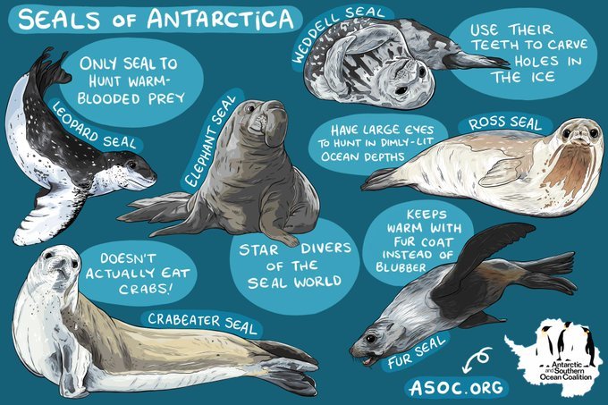 Hallo! This week will be all about Antarctic seals. Fun facts about a different species for each day! If you've ever had a question about seals, now is your time to ask. Here is a fantastic image by <a href="/AntarcticaSouth/">Antarctic and Southern Ocean Coalition</a> of the #seals that breed or forage in #Antarctica. #funfacts
