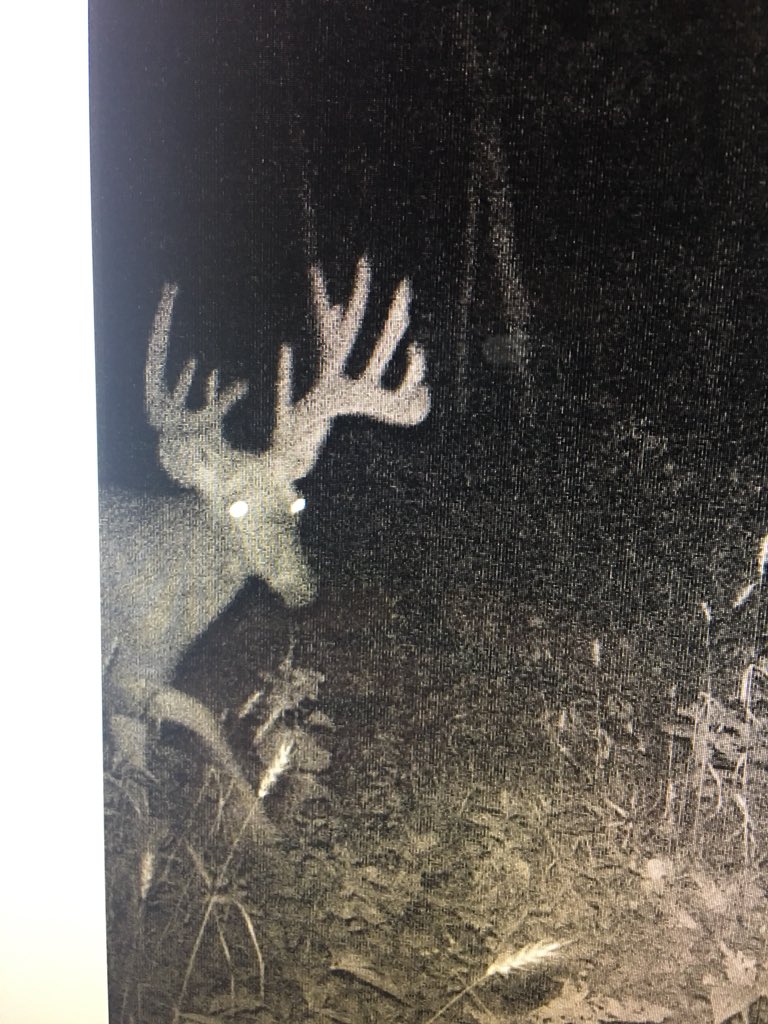 MavBucks's tweet photo. A few cool bucks from the last pull. https://t.co/QZXICoysiI