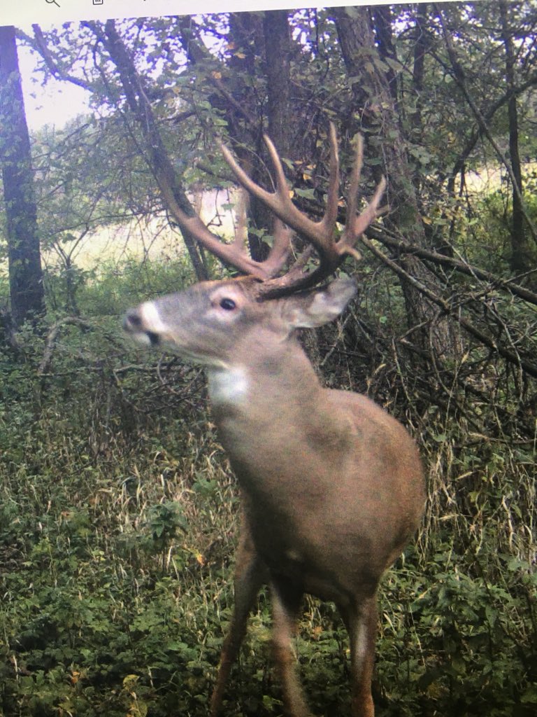 MavBucks's tweet photo. A few cool bucks from the last pull. https://t.co/QZXICoysiI