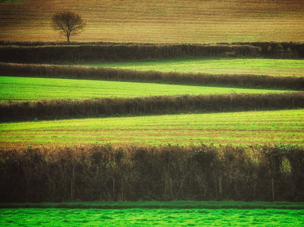 GoswellSean's tweet photo. Tree in field.
Blue anchor, Somerset.
#Somerset #landscapephotography #exmoor https://t.co/TaxdjdEPG1