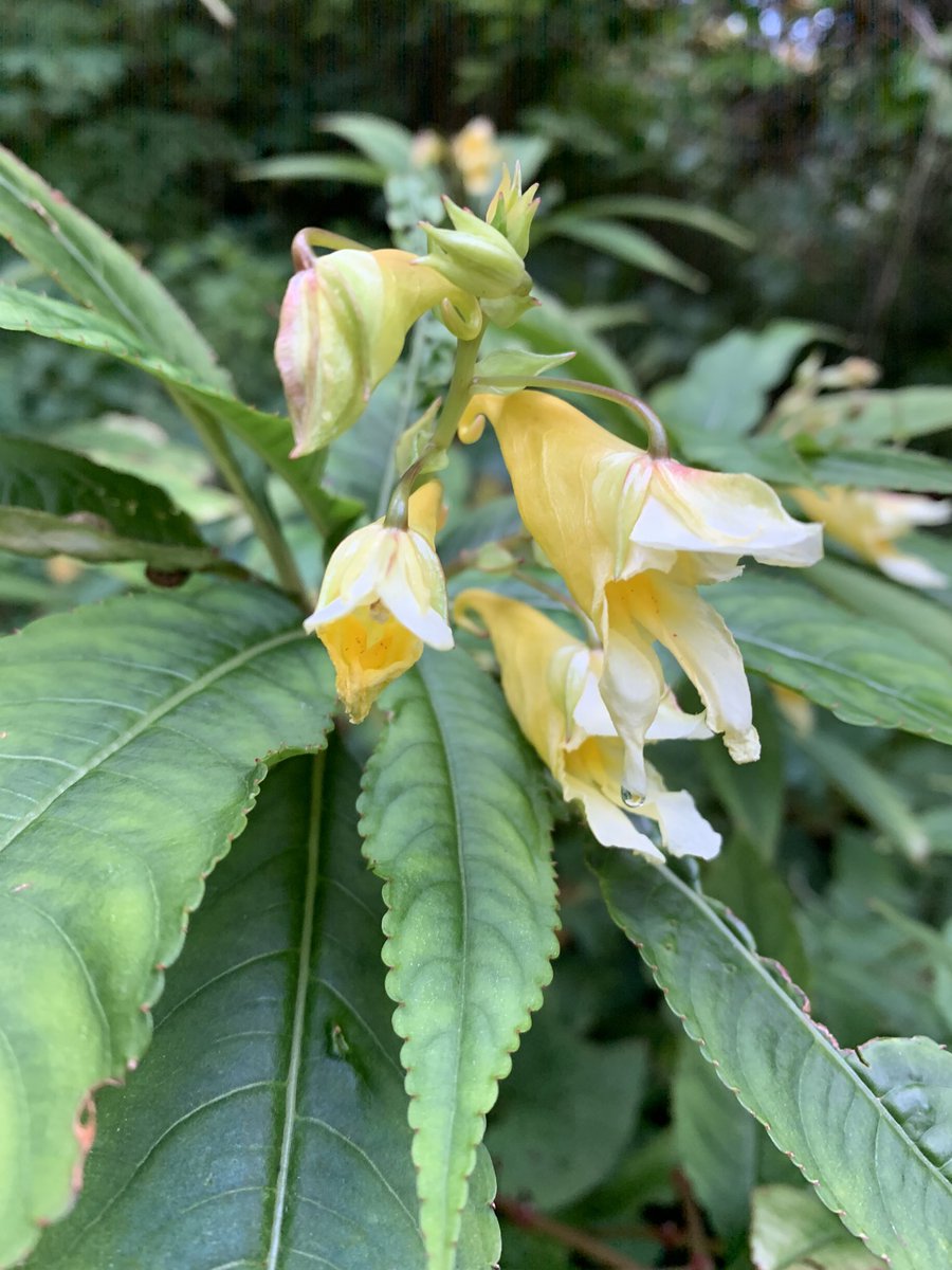 Various forms of Impatiens omeiana in flower at the moment. Great ground cover for a moist spot.
#holkerhall #lakedistrict #cumbria #impatiens
