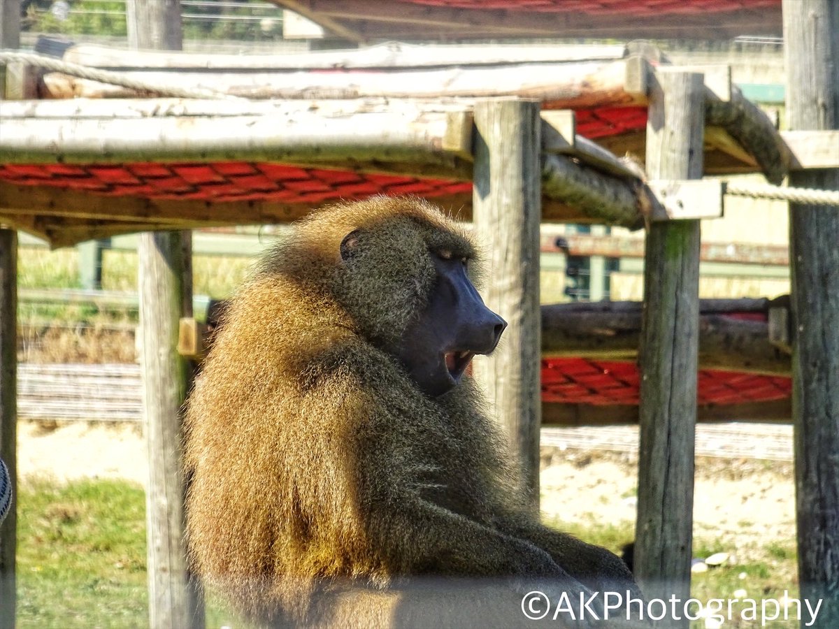 ak_photog93's tweet photo. Baboon at Port Lympne zoo
:
#animalphotography #animals #nature #photography #animal #wildlife #naturephotography #wildlifephotography #zoo  #photooftheday #animalsofinstagram #animallovers  #cute #animalphoto #wild #photographer  #baboonsofinstagram #baboon #ak__photography_ https://t.co/3DCIbku7ol