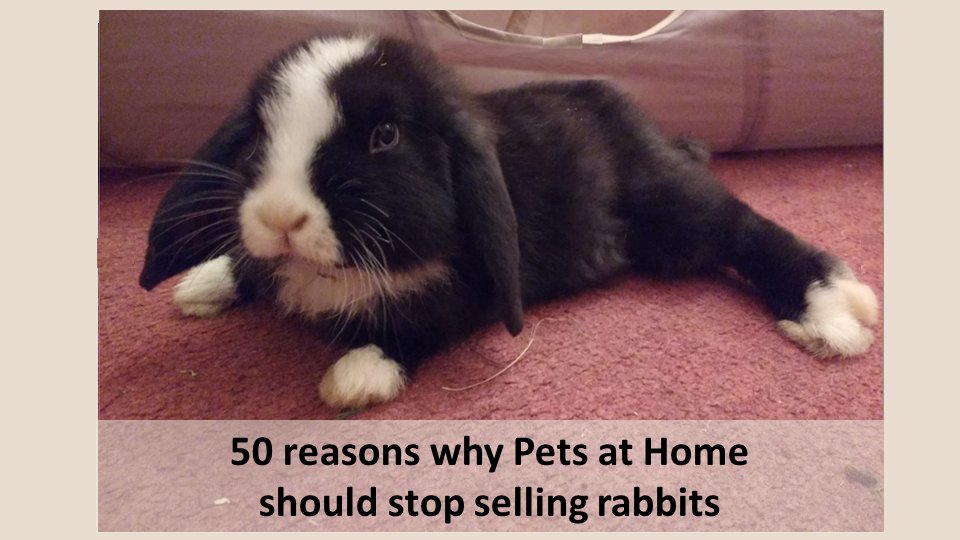 BaBBACampaign's tweet image. 50 reasons why Pets at Home should stop selling rabbits chng.it/dJxDdBcg. Enough suffering! @PetsatHome it's time to stop exploiting rabbits for profit!