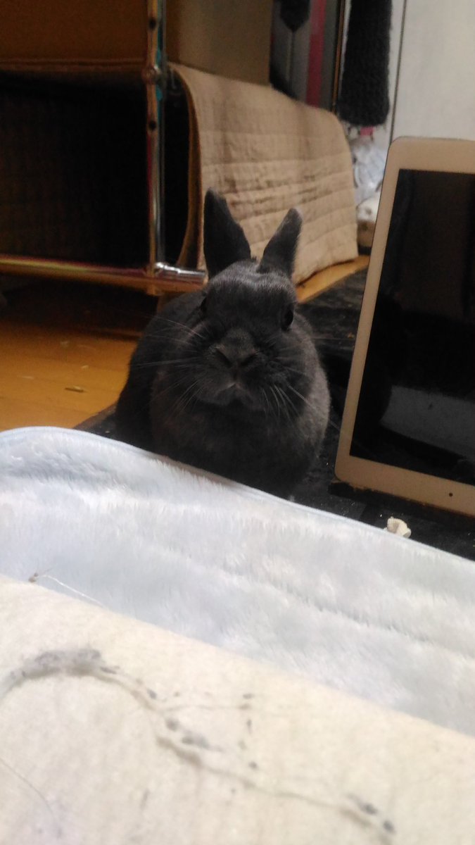 寝る前にご飯、よこせ笑