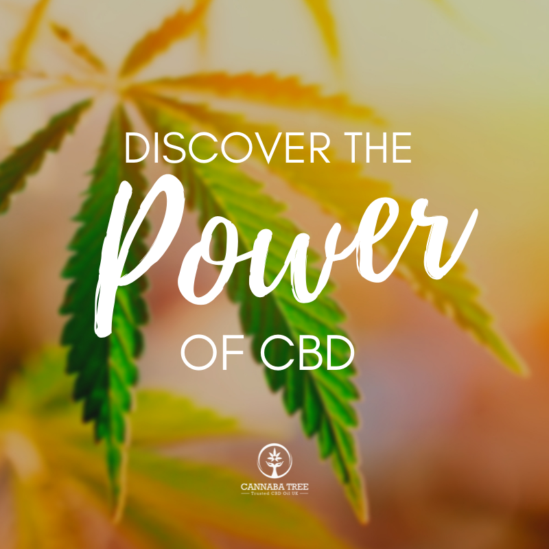 CannabaTree's tweet photo. At Cannaba Tree, we are so proud to help others who are seeking improved mind and body wellness by introducing them to #CBD 🌱 Explore our world https://t.co/aA9DEUeEvW

#cannabatree #cbduk https://t.co/mtJ5nKyz9X