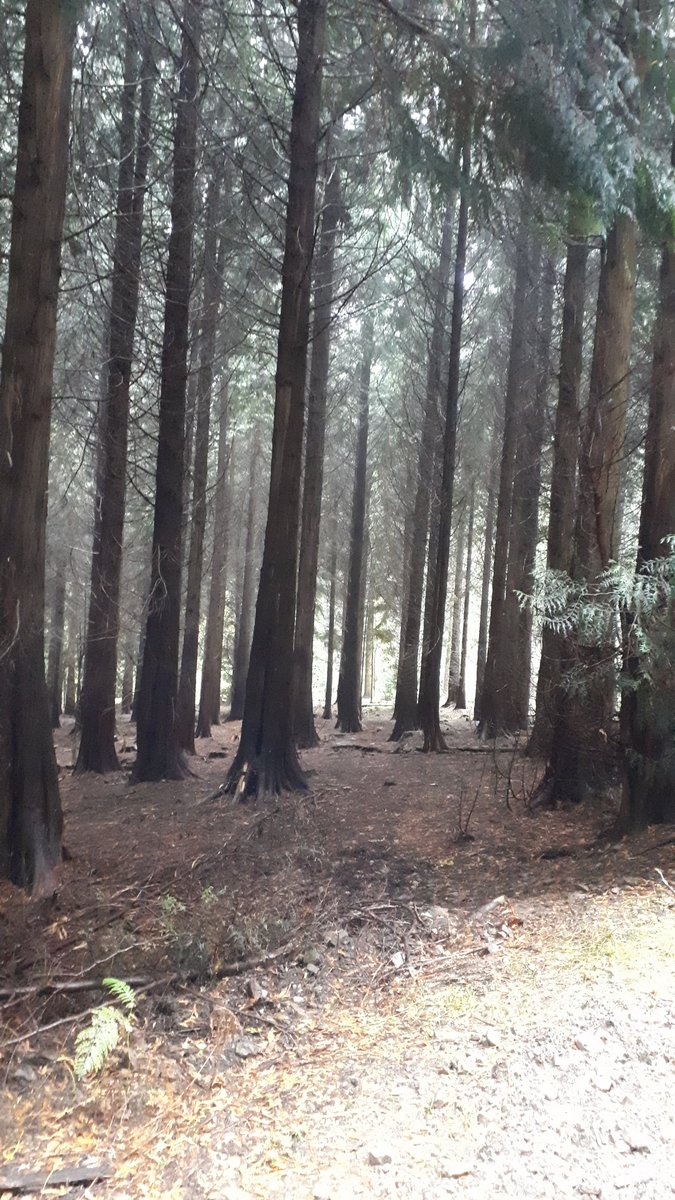 1966smrogers's tweet photo. Lovely mindfulness walk today #makethemostofeveryday
#looktosee https://t.co/HSrhJ0ukgP