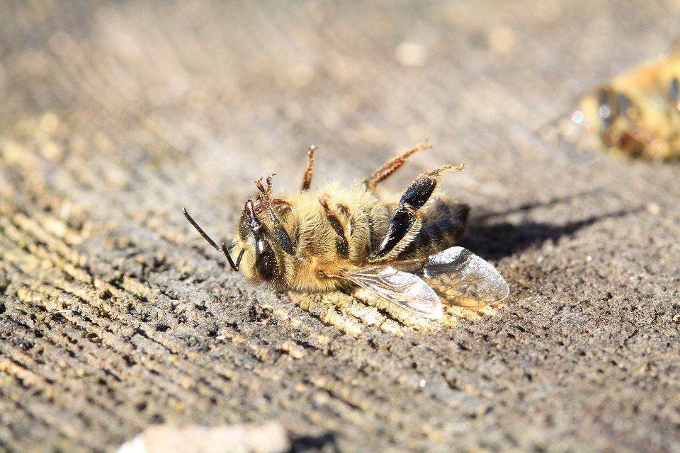 YaleE360's tweet image. More than 500 million bees were found dead in Brazil over a three-month period earlier in 2019. Now, scientists are linking these mass die-offs to an increase pesticides use, fueled by the weakening of chemical regulations by the Bolsonaro administration. e360.yale.edu/digest/pestici…