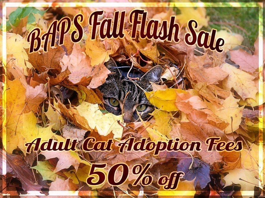 🐾Brooks Animal Protection Society🐾 tweet media