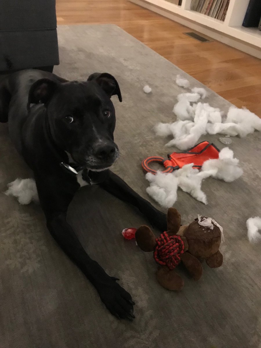 ashmont's tweet photo. All in a day’s work. No, Mercy! #NoMercy #lovedtodeath https://t.co/VZHJCi9Gnb