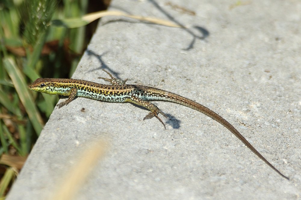 GaryBoiler's tweet photo. Help request again from you Twitter people. Cyprus in April was great for Birds, but i also have three Lizards to ID. Any help would be cool #LizardID https://t.co/8KY3vEqeKv