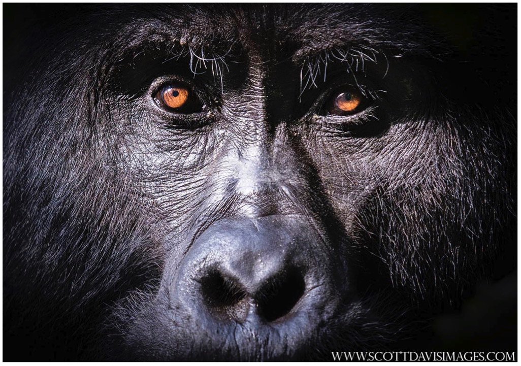 VebkaMusic's tweet photo. Book contributors for 'THE SCIENCE OF HOPE: Eye to Eye with the Cute and Charismatic". Working with 'charismatic' wildlife? Get in touch! Looking for strategies of positive change, conservation lessons learnt and hopeful conservation stories! @SCBConsMark @ConBiology #consmark https://t.co/7QMQ0AsRvN