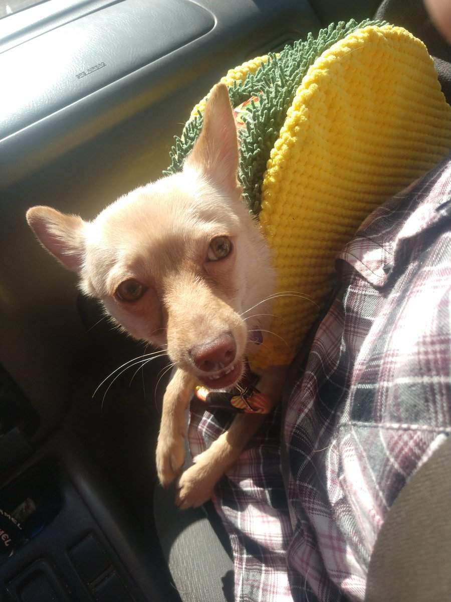 SheaBaeNi's tweet photo. My Chihuahua, Eevee, ticked off a bucket list item today... Going to @tacobell dressed as a taco! https://t.co/DgB9tys3JE