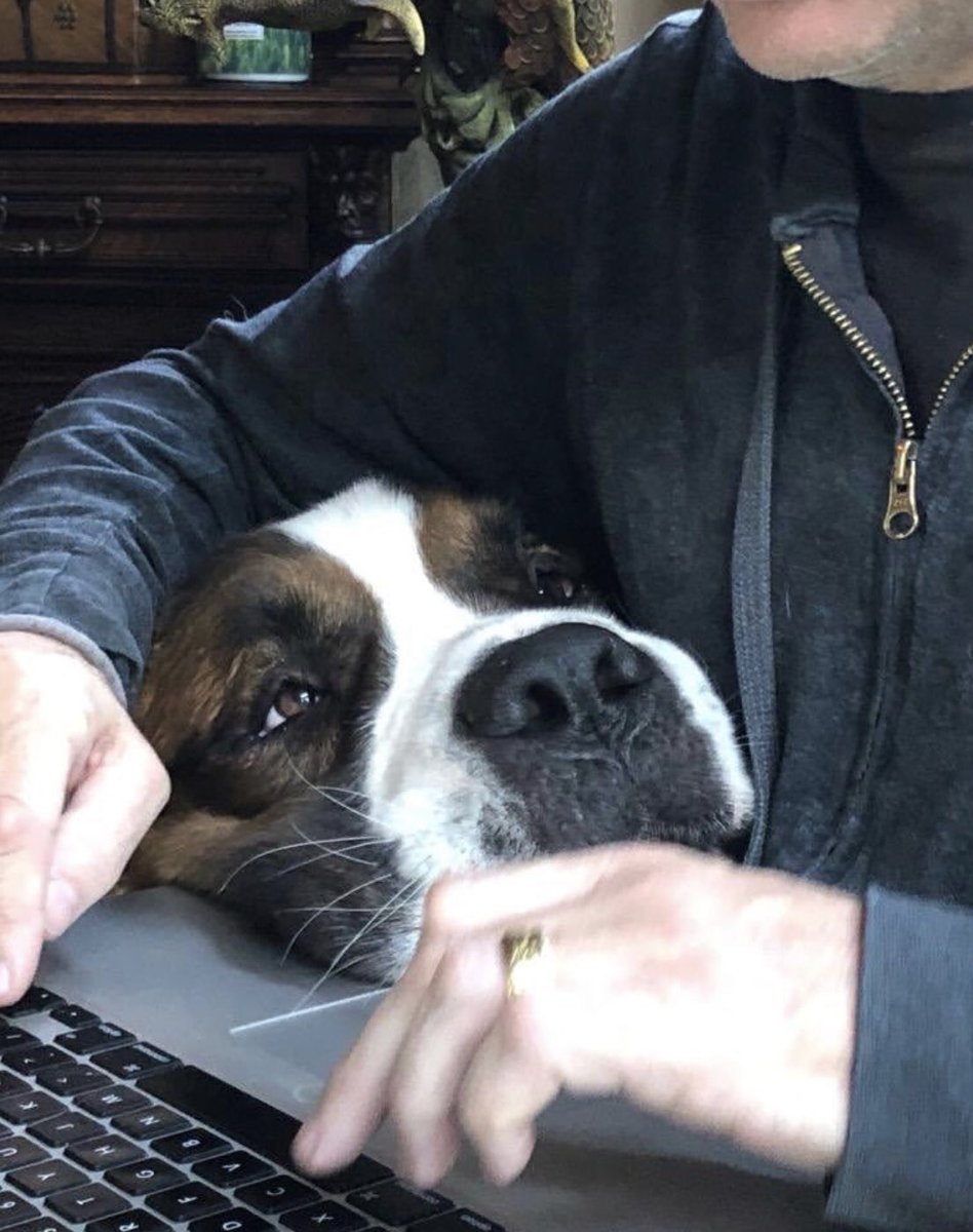 Ronnie the rescued St Bernard, checking my spelling just before we left LA for this tour. He likes to be close. Dogs are amazing aren’t they. Big or small, how empty life would be without them.