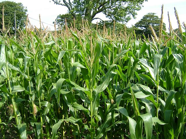 LearnedLastWeek's tweet photo. The girls and I learned about how corn is technically a grass / grain, not a vegetable. #LLW #LLWKids #LLWScience https://t.co/XzICHy6ail https://t.co/NZ2ZYXV80i