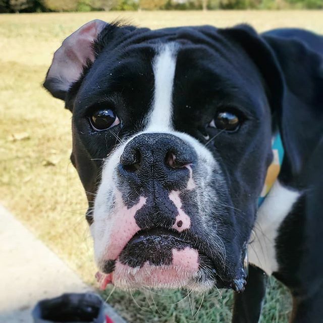 When the first date is over and you realize your ear was inside out the entire time!
.
.
.
#bellatheboxer #boxersofinstagram #boxerlovers #boxerlover #doggo #dogsofinstagram #boxerdog #puppy #boxernation #boxerworld #boxerpuppy #boxerpuppies #puppiesofin… ift.tt/2pl2mQA