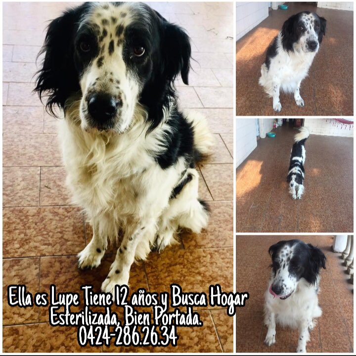 rubenmedios's tweet photo. #animales #famproa #animalistas @Mary_Jar @protectoraASN @xpatasycolas @FAPRANIANZ @PerritosVzla @FNapda https://t.co/9qVwo3DlBS