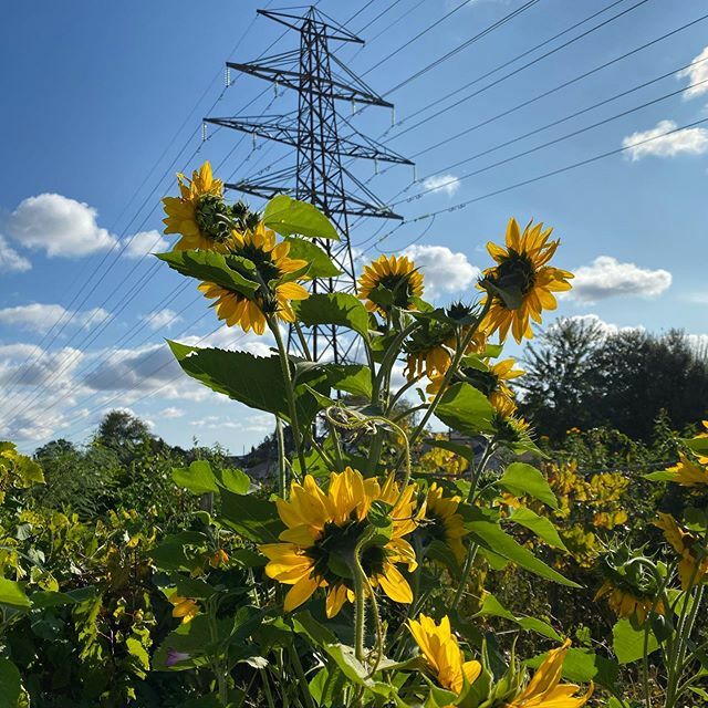 #sunflower #electricalpower #fall #leaves #vine #architecture #toronto #sky #nature ift.tt/2BkCgQt
