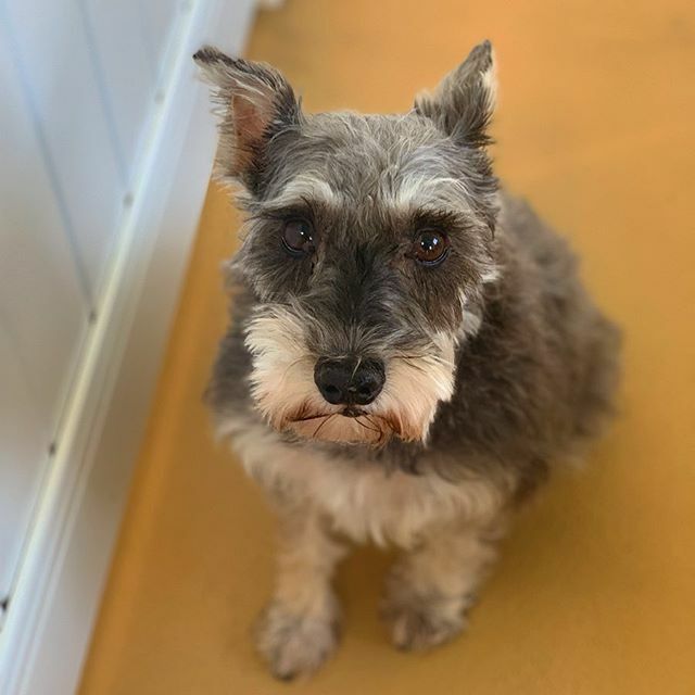 thebarkeley's tweet image. Warning Cuteness Overload *BEEP* CANNOT COMPUTE *BEEP BEEEP* Systems Failing *BEEP* BEEP* *BEEEP*
{Many apologies, but it appears our systems have crashed due to a cuteness overload. We will be back momentarily.}
.
📸: @photography.tdvg
🐶: Annabelle
.… ift.tt/2IMjJAA