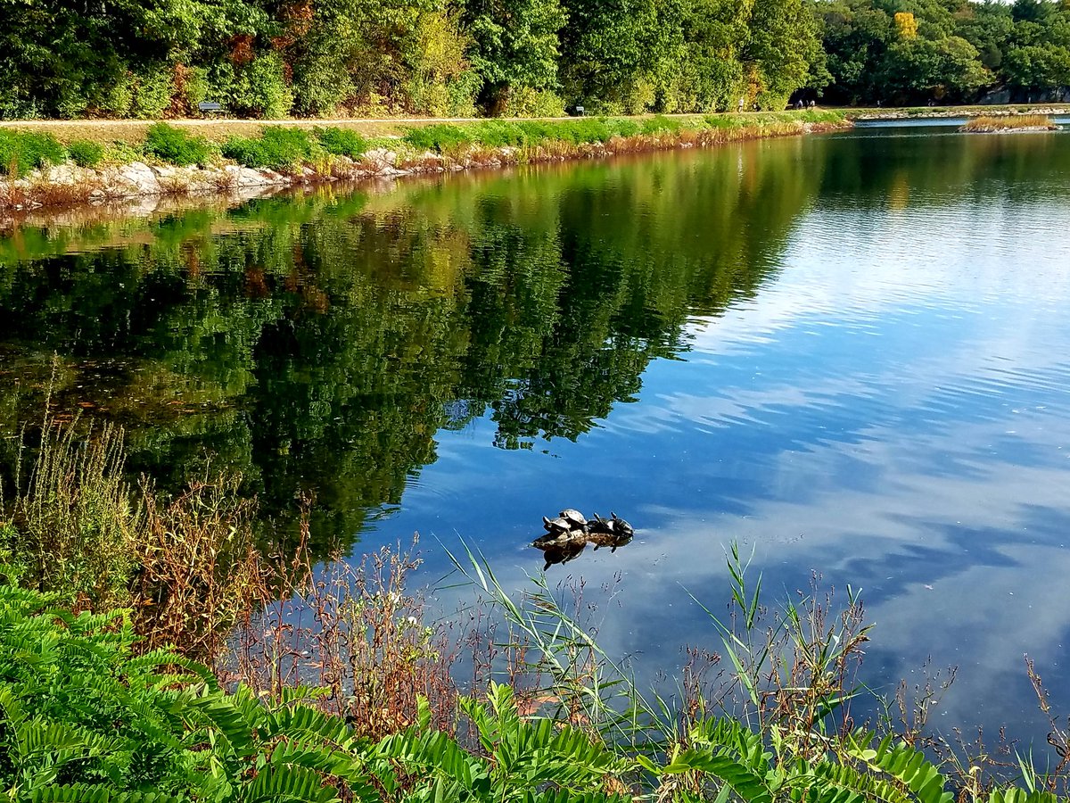 Perfect Fall Day. A family of turtles chilling on a rock enjoying the sun #turtles #turtleschillingonarock #perfectfallday #SundayFunday #fallinboston