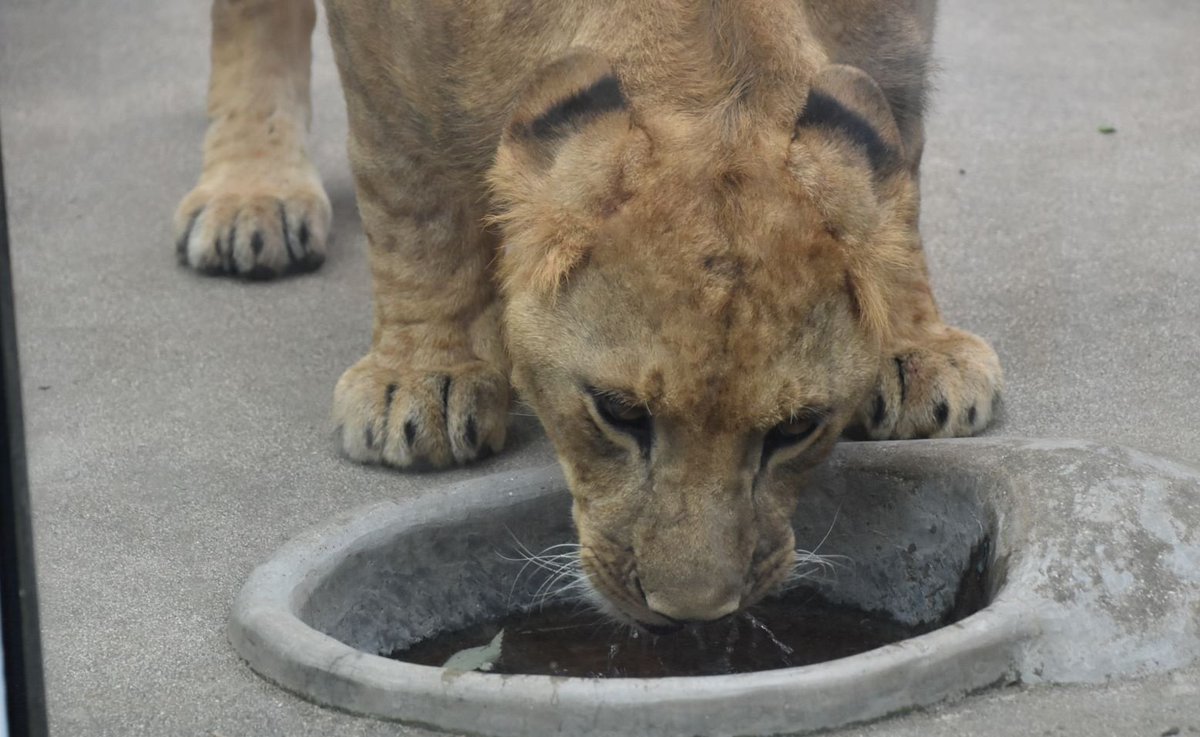 しろくま るーも アース君のお手手がまるっとしていて可愛いなぁ アース １歳 安佐動物公園 ビジュアル担当 ライオン