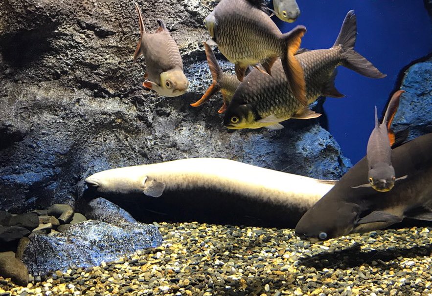 北の大地の水族館 山の水族館 ヒルナンデスの放送 みていただきありがとうございました カイヤンがサメになっていましたが ナマズの仲間です 飼育員の三浦さん 紹介していただきありがとうございます ﾟ ﾟ W ﾟ ﾟ