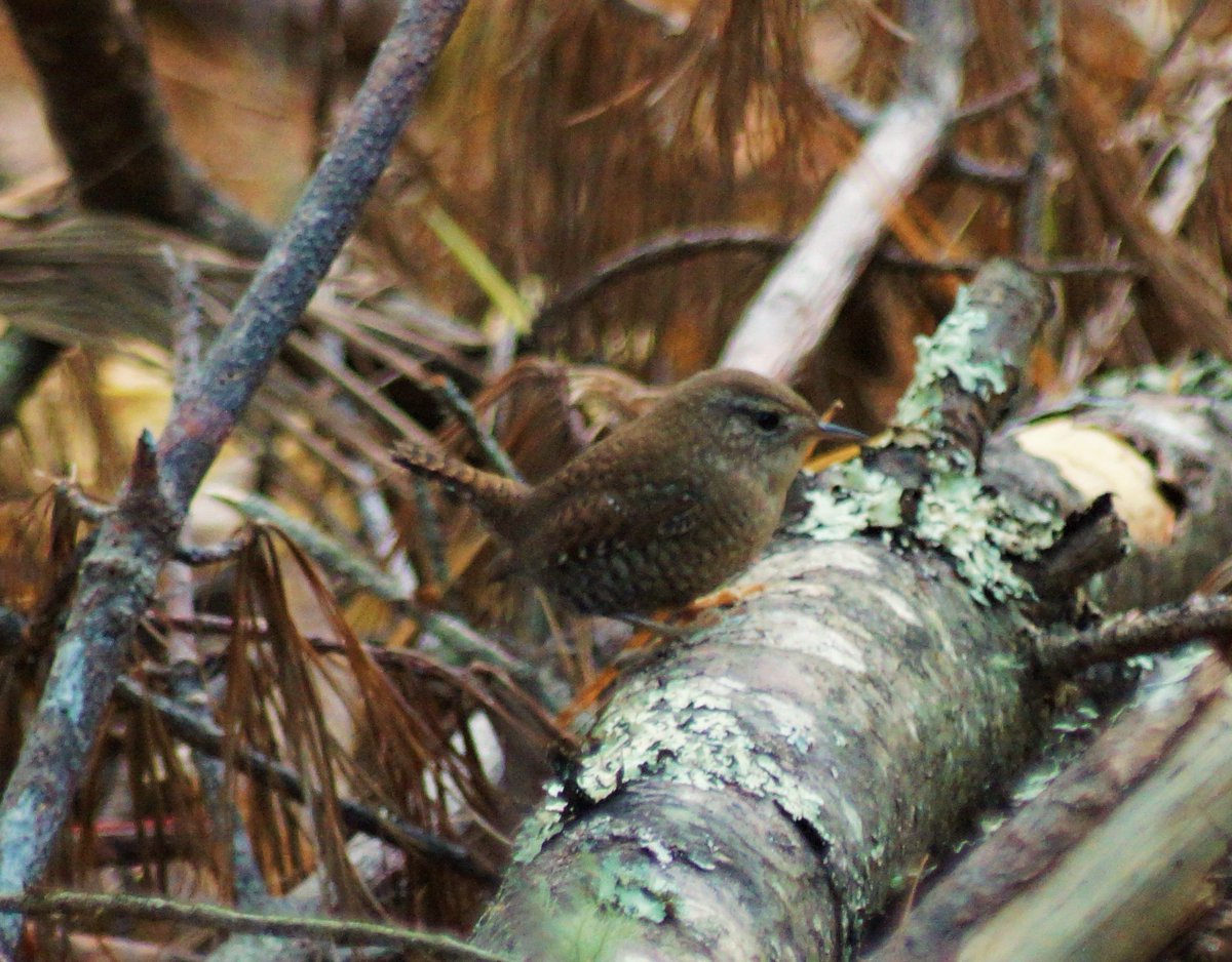 <a href="/hartfordcourant/">Hartford Courant</a> It's full of winter in Pachaug State Forest today, Winter Wren that is!!  One of our late-year specialists no doubt.
<a href="/PachaugFriends/">Friends Of Pachaug Forest</a> <a href="/YawgoogTrails/">Yawgoog Trails</a> <a href="/ctaudubon/">CTAudubon</a>