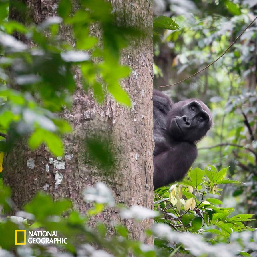 #NG오늘의포토

고릴라가 장난스러운 미소를 짓고 있네요.
⠀