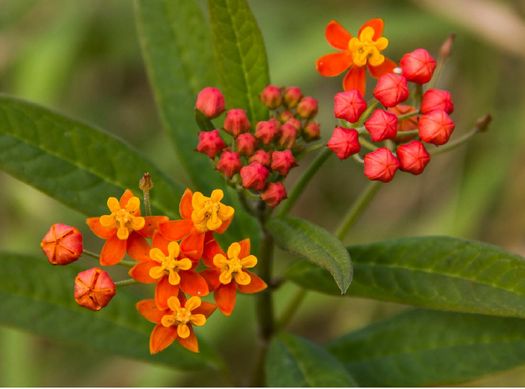 domescobar's tweet photo. Asclepias curassavica https://t.co/xyoaOqGeo6