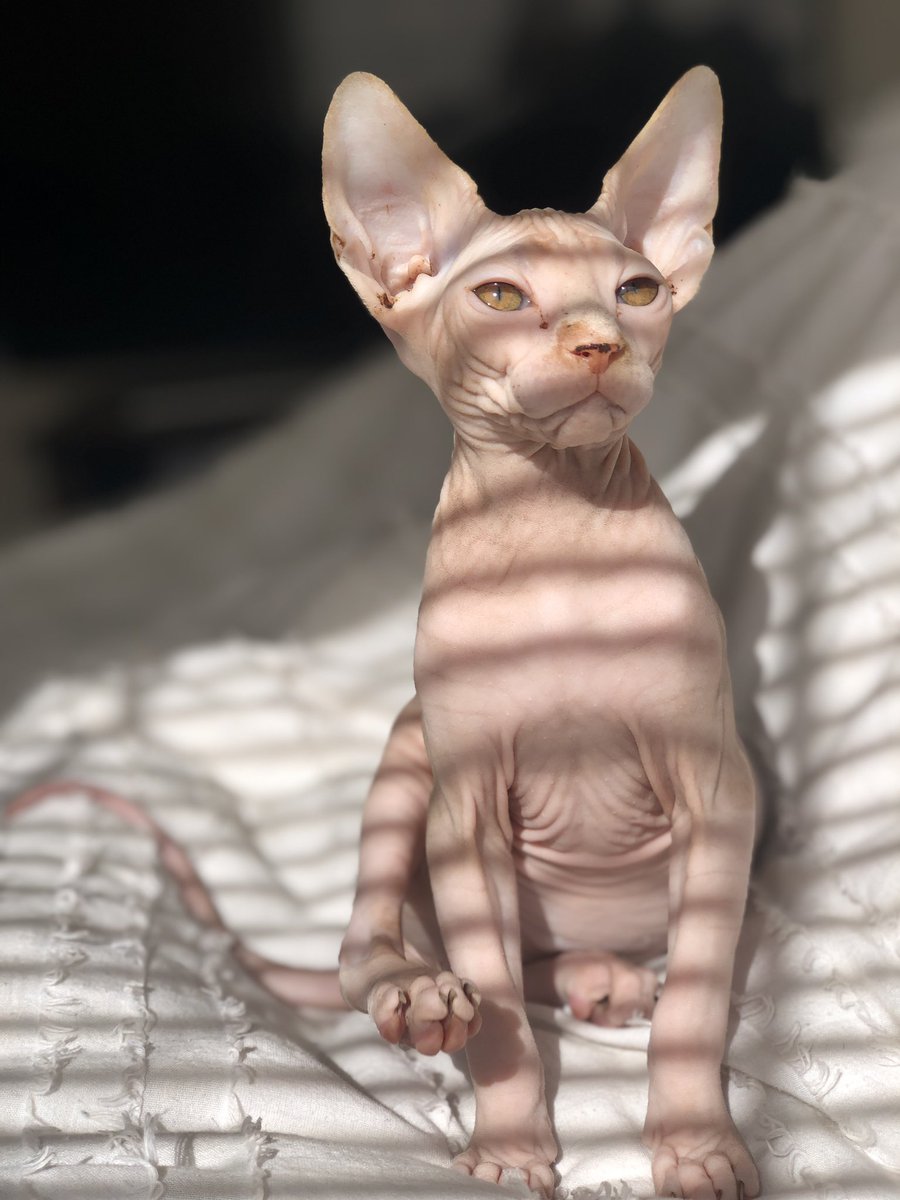 _Marisahhh's tweet photo. My Ellie is 10 months💓 🐈 https://t.co/UCReHeRQf8