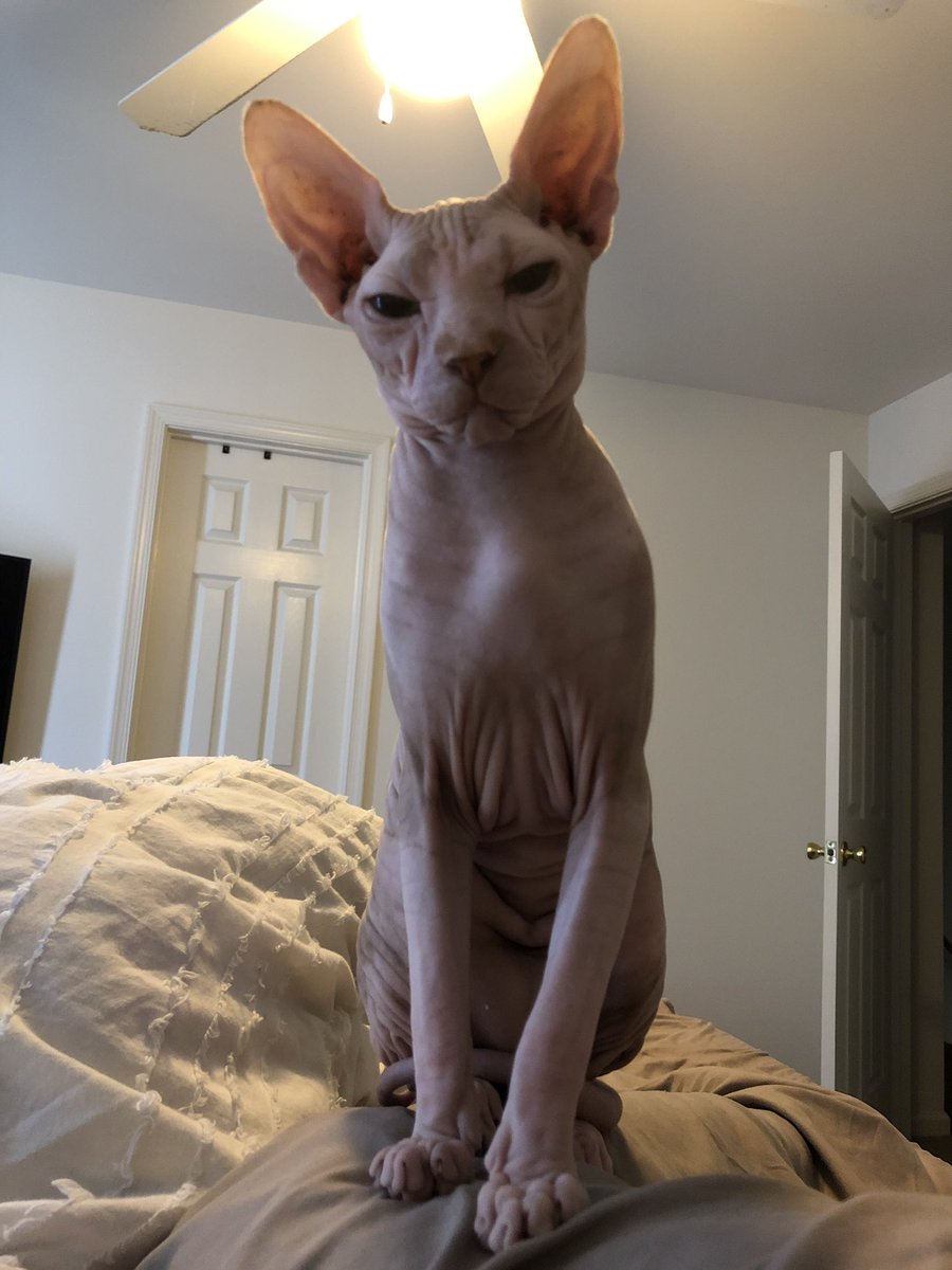 _Marisahhh's tweet photo. My Ellie is 10 months💓 🐈 https://t.co/UCReHeRQf8