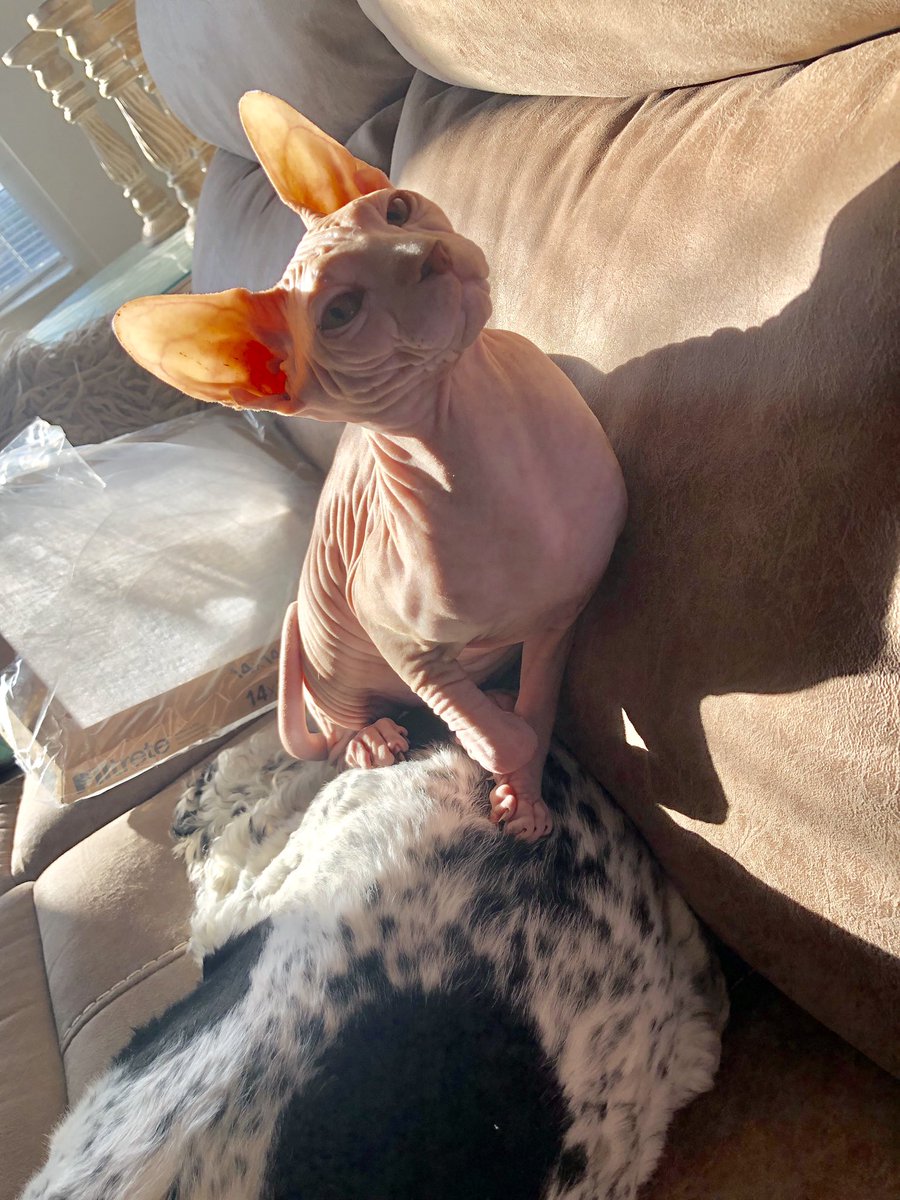 _Marisahhh's tweet photo. My Ellie is 10 months💓 🐈 https://t.co/UCReHeRQf8