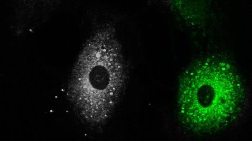 ReZolve-L1 #fluorophore showing cardiomyocytes. B&amp;W vs colour for #MonochromeMonday. Fast and highly targeted penetration, with long photostability.  Ideal for live and fixed samples, and time gated #cellularimaging. More at: rezolvescientific.com/product/rezolv…