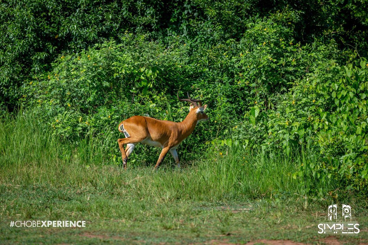 Simples__Ent's tweet photo. Nature is your thing but you haven’t yet booked your slot for #KidepoXcursion . Slide into our DMs today. https://t.co/GKlNXddKGv