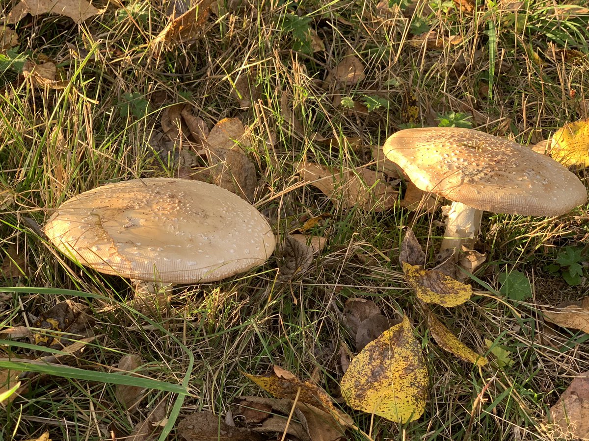 Walking to the neighbourhood farm market to buy pumpkins, we saw the most enormous, beautiful mushrooms!