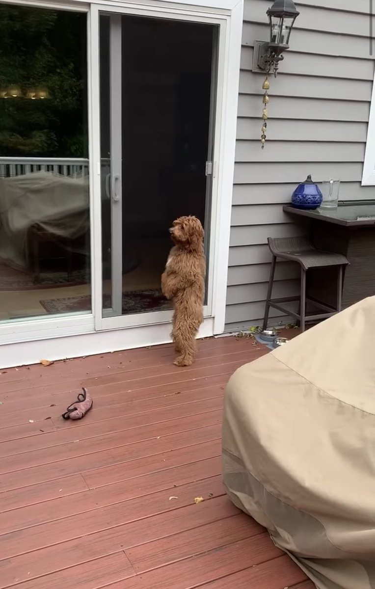 jrhennessy's tweet image. Evil and unnatural energy around this image of a dog on my Facebook feed